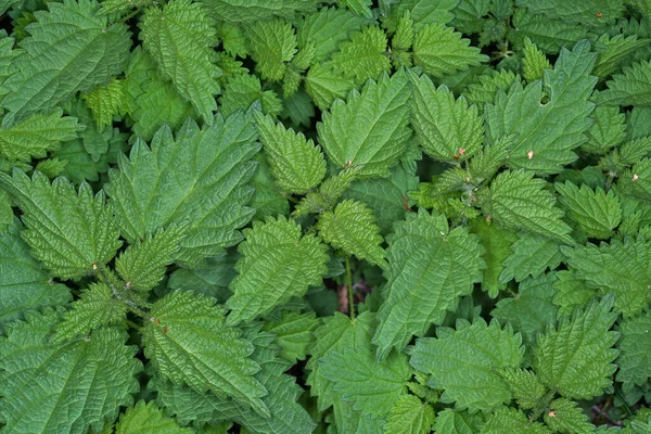 Top View Nettles Field Sunlight Daytime — Stock Photo, Image