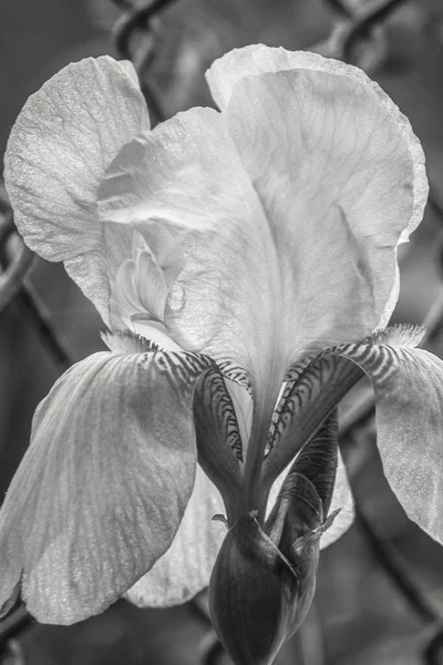 Macro Noir Blanc Photo Formation Inhabituelle Iris Barbu Scintillant Mise — Photo