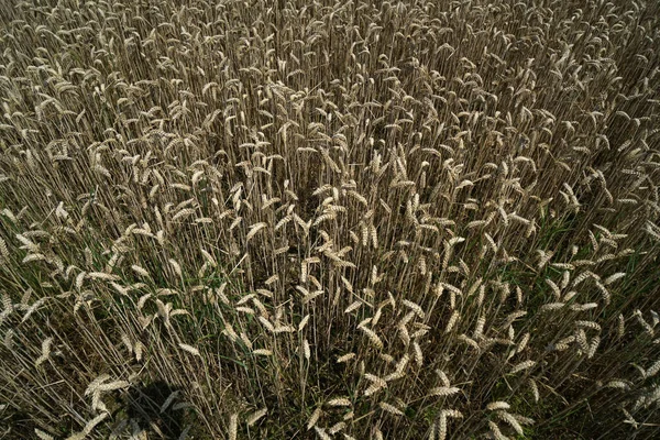 昼間の収穫前の広大な麦畑 — ストック写真