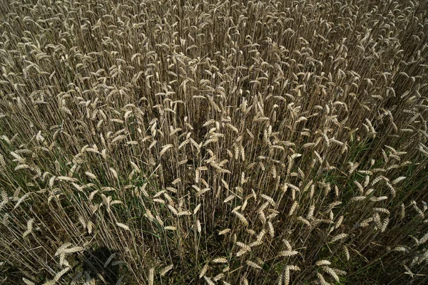 Vasto Campo Trigo Antes Colheita Durante Dia — Fotografia de Stock