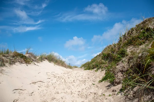 Bliższe Ujęcie Krzaków Plaży — Zdjęcie stockowe