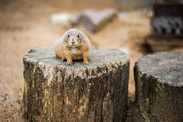 Tiro Close Cão Pradaria Bonito Sentado Tronco Árvore — Fotografia de Stock