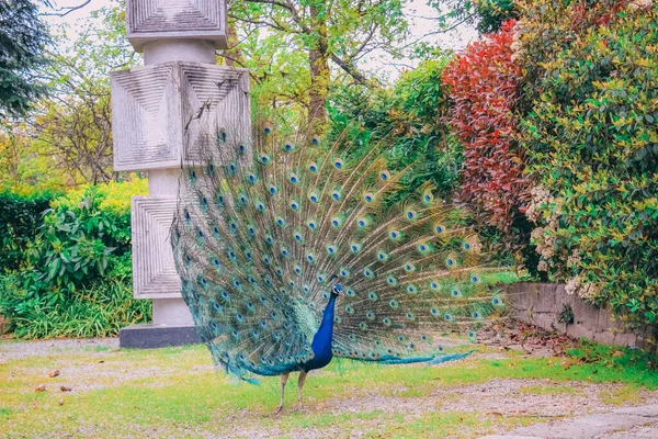 Egy Közeli Felvétel Egy Gyönyörű Páváról Parkban Napközben — Stock Fotó