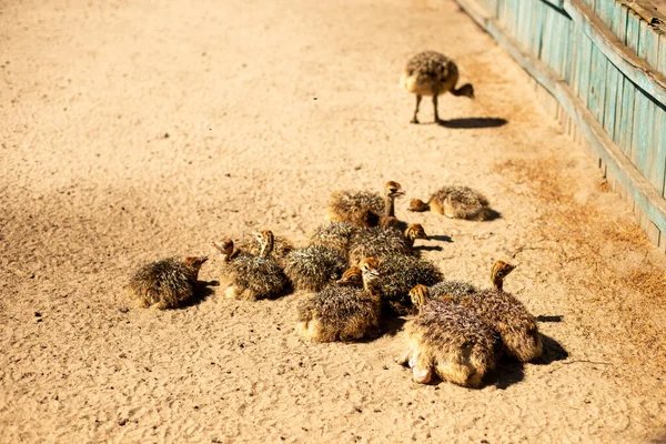 Groupe Poussins Autruche Près Une Clôture Bois Dans Une Ferme — Photo