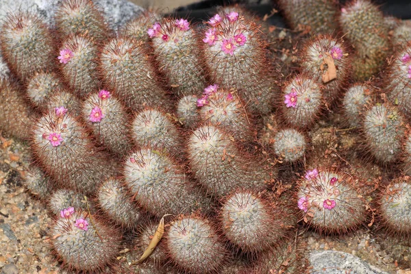 Selektiv Fokusbild Mammillaria Kaktusar — Stockfoto