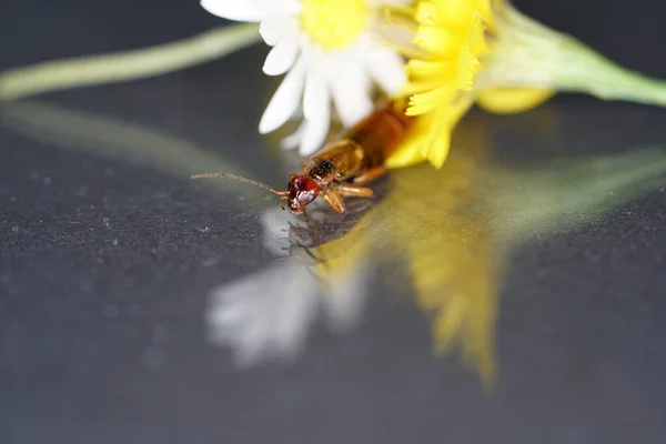 Een Close Shot Van Een Bruin Insect Bloemen — Stockfoto