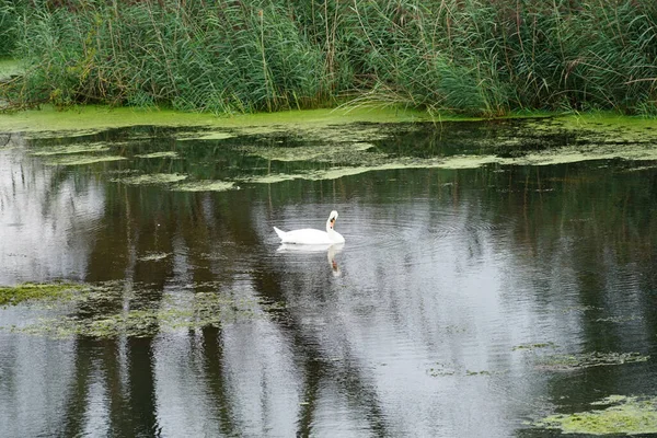 Een Lage Hoek Opname Van Een Zwaan Een Moeras — Stockfoto