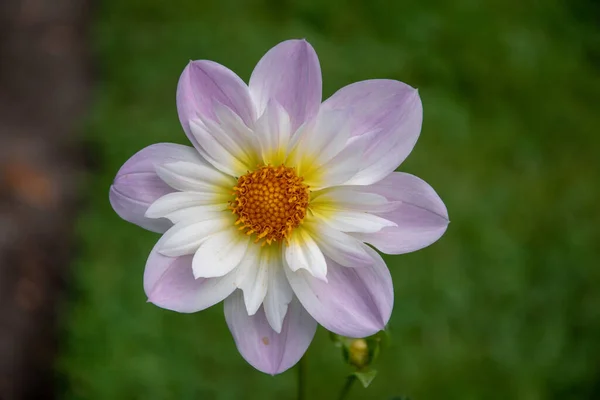 Närbild Vacker Blomma Solljuset — Stockfoto