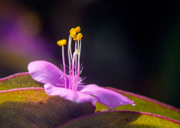 Bahçedeki Güzel Bir Mor Melastome Çiçeğinin Yakın Çekimi — Stok fotoğraf