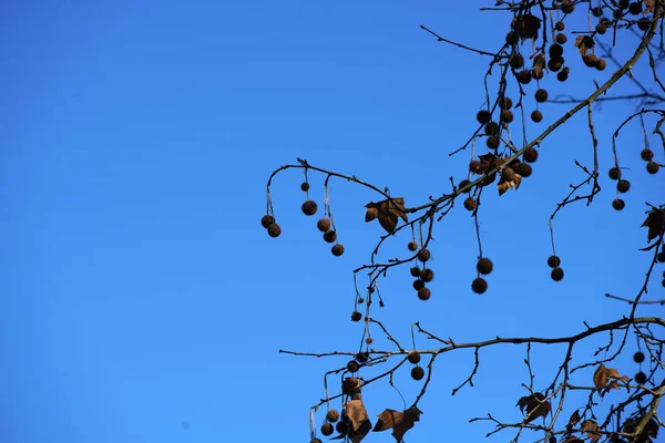 Tiro Baixo Ângulo Folhas Árvore Com Céu Azul Fundo — Fotografia de Stock