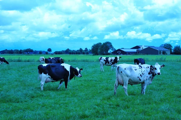 Uma Manada Gado Pastando Campo — Fotografia de Stock