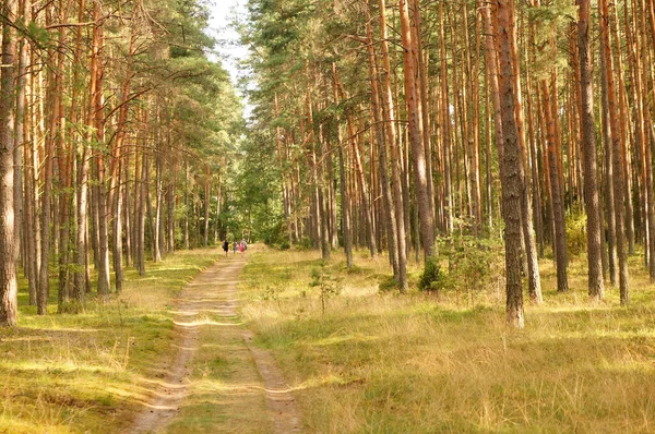 Tlen Poland Ağustos 2020 Ormandaki Ağaçlar Boyunca Yürüyen Insanlarla Dolu — Stok fotoğraf