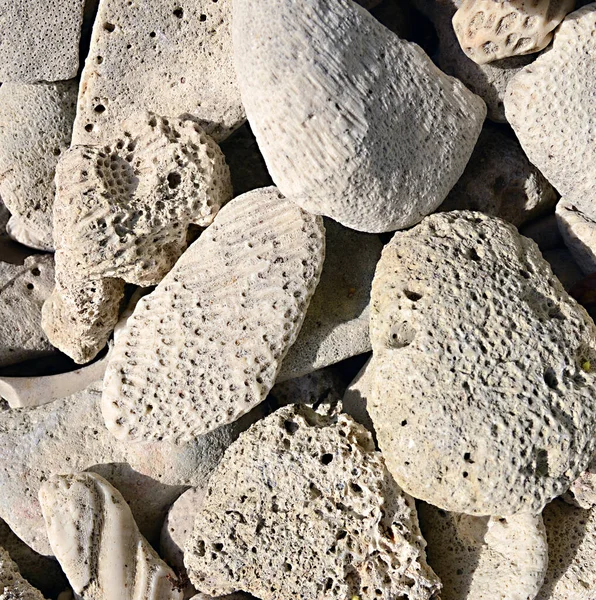 Rocce Calcaree Contenenti Fossili Una Spiaggia Dei Caraibi Cuba Queste — Foto Stock
