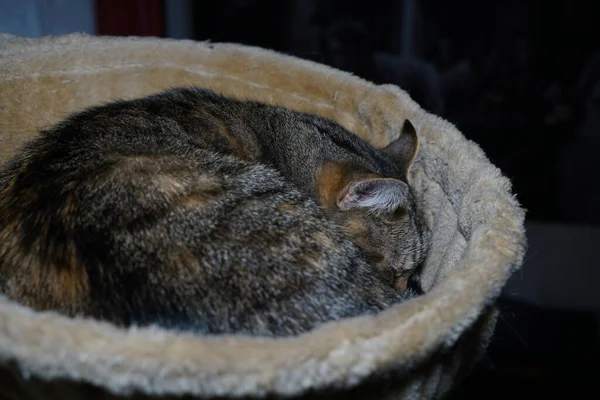 Primo Piano Angolo Alto Gatto Grigio Che Dorme Cesto — Foto Stock