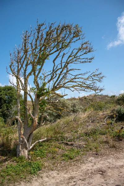 フィールド内の古い乾燥した木の垂直ショット — ストック写真