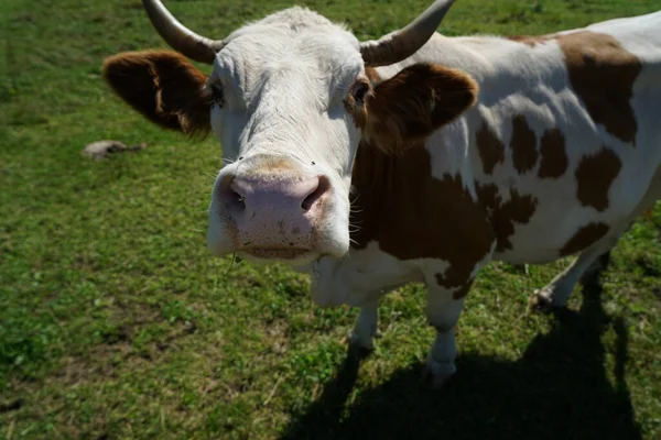 Plan Rapproché Adorable Une Jolie Vache Sur Terrain — Photo