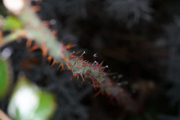 Detailní Záběr Květinového Stonku Jehlami — Stock fotografie