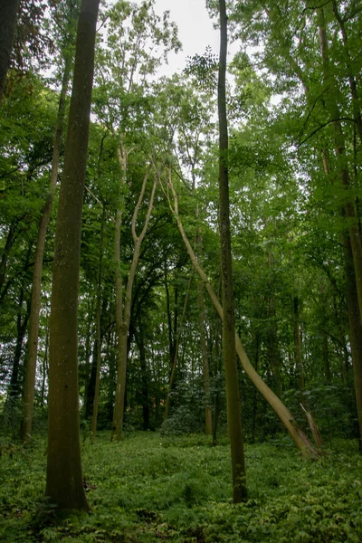 Eine Vertikale Aufnahme Von Bäumen Einem Wald — Stockfoto