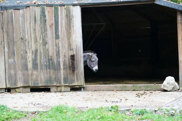 Ένας Γκρίζος Γάιδαρος Στη Φάρμα Κατά Διάρκεια Της Ημέρας — Φωτογραφία Αρχείου