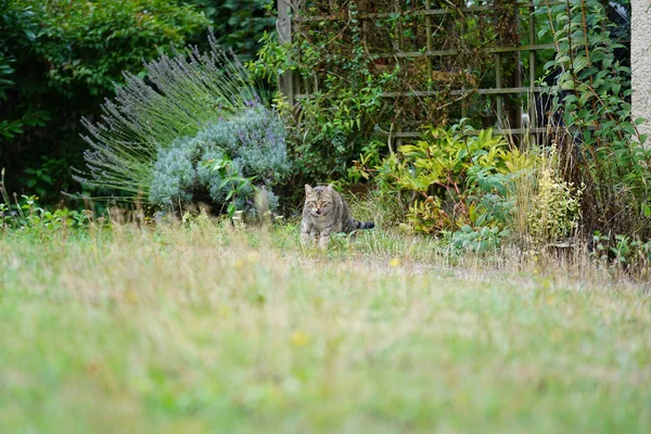 Een Schattige Tabby Kat Rennend Een Veld — Stockfoto