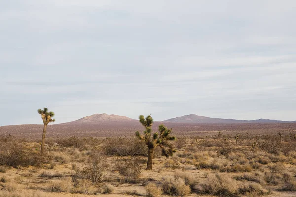 Beau Cliché Joshua Trees Dans Désert Californie — Photo