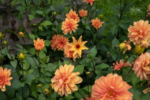 Gyönyörű Narancssárga Sárga Virágos Kert — Stock Fotó