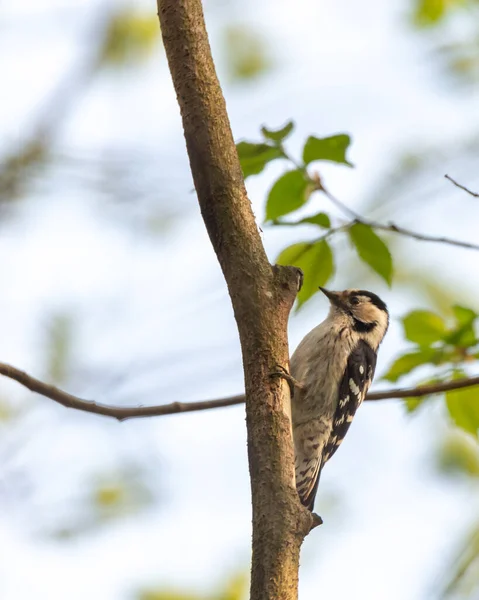鸟类摄影 较小斑斑啄木鸟 小树栖啄木鸟 坐在木树枝上 Bokeh 背景与复制空间 — 图库照片
