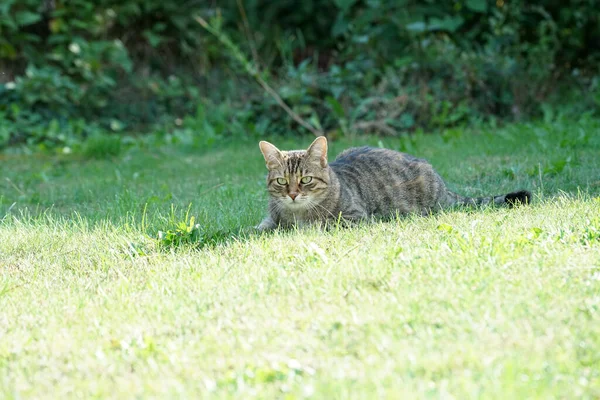 Closeup Shot Cute Cat Licking Itself While Lying Grass — Stock Photo, Image