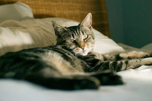 Close Gato Tabby Doméstico Bonito Tendo Descanso Uma Cama — Fotografia de Stock