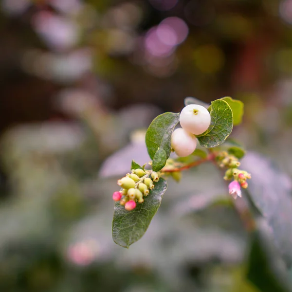 Gros Plan Une Plante Mûres Blanches Dans Parc Municipal — Photo