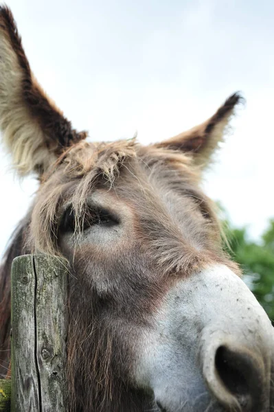 Una Toma Vertical Gracioso Burro Lindo Corral — Foto de Stock