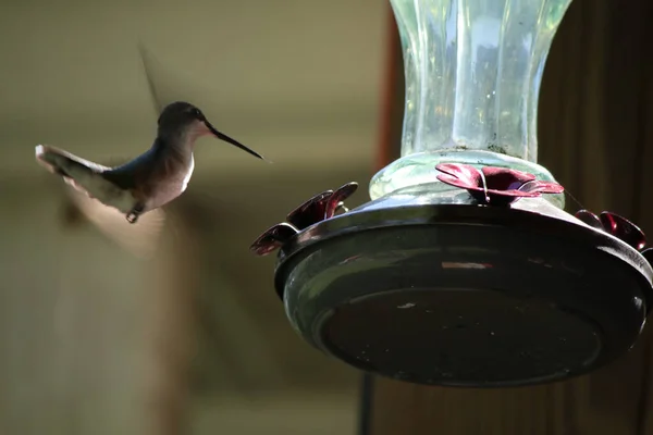 Nahaufnahme Eines Kolibris Der Der Nähe Eines Vogelfutters Fliegt — Stockfoto