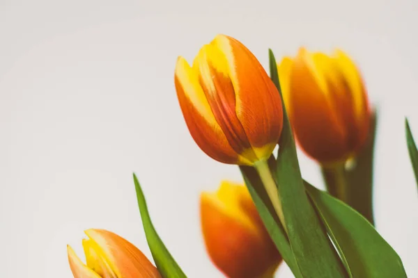 Вибірковий Фокус Знімка Красивих Жовтих Червоних Тюльпанів Вазі — стокове фото