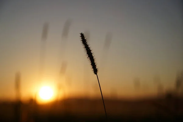 Una Hermosa Toma Puesta Sol Hierba — Foto de Stock