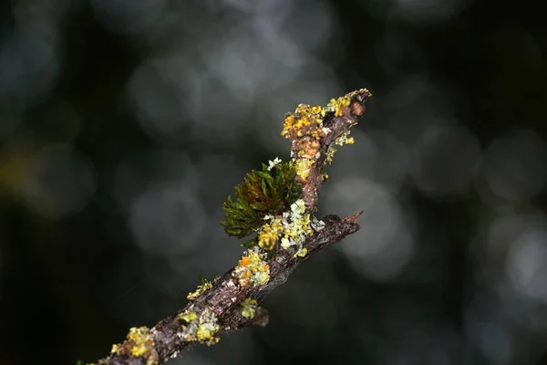 Una Toma Selectiva Rama Del Árbol Cubierta Musgo — Foto de Stock