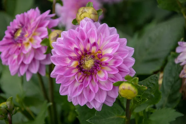 Een Close Shot Van Mooie Dahlia Bloem — Stockfoto