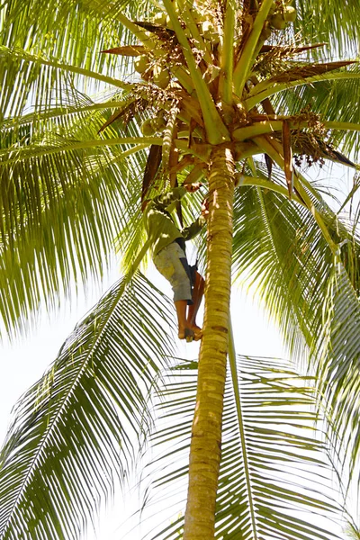 Baracoa Cuba February 2013 Man Gather Coconuts Coconut Palm Tree — 图库照片