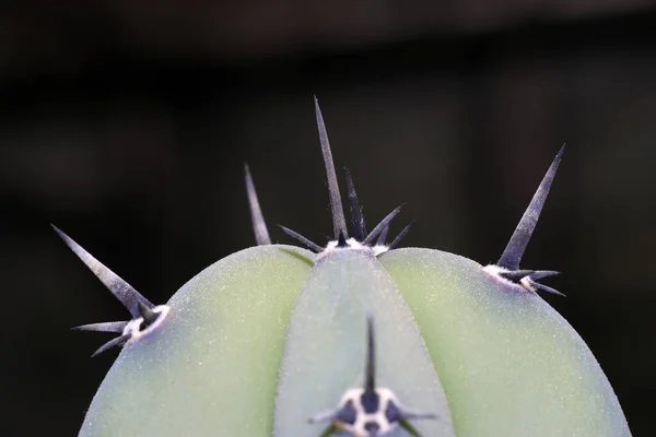 Primo Piano Delle Spine Cactus Fondo Nero — Foto Stock