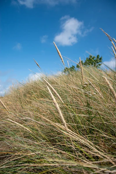 畑に揺れる背の高い草の垂直ショット — ストック写真