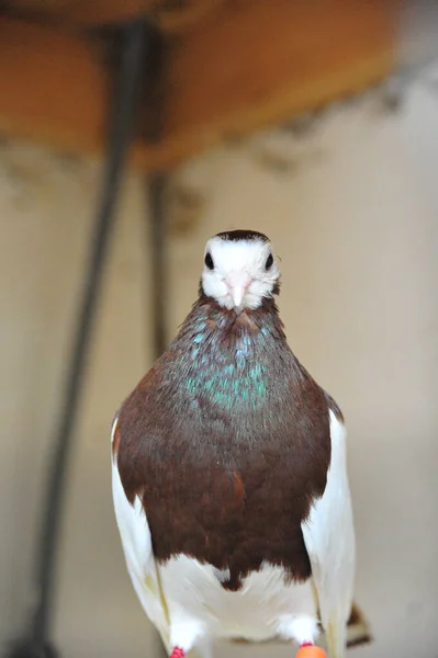 Plan Vertical Pigeon Mignon Domestique Avec Belles Plumes — Photo