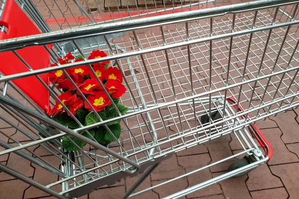 Enfoque Selectivo Una Flor Primula Carrito Compra —  Fotos de Stock