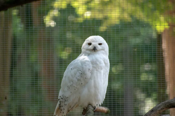 Gros Plan Hibou Des Neiges Blanc Sur Fond Clôture Métallique — Photo