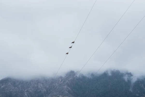 Drei Vögel Die Auf Parallelen Stromdrähten Hocken Wunderschön Mit Nebel — Stockfoto