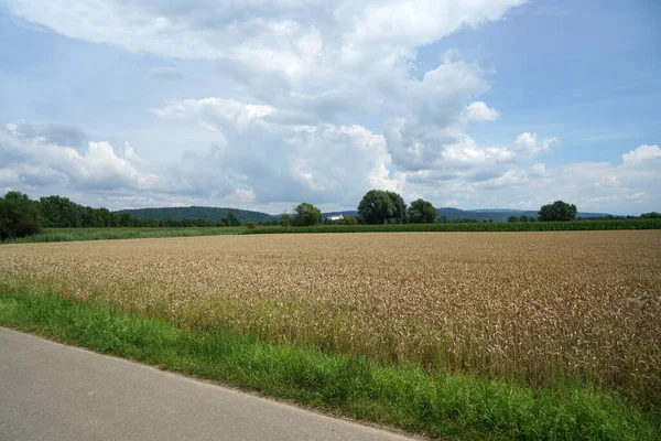 Obrovské Pšeničné Pole Před Sklizní Během Dne — Stock fotografie