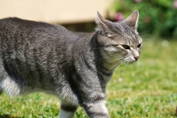 草の上を歩く美しい灰色の縞模様の猫のクローズアップショット — ストック写真