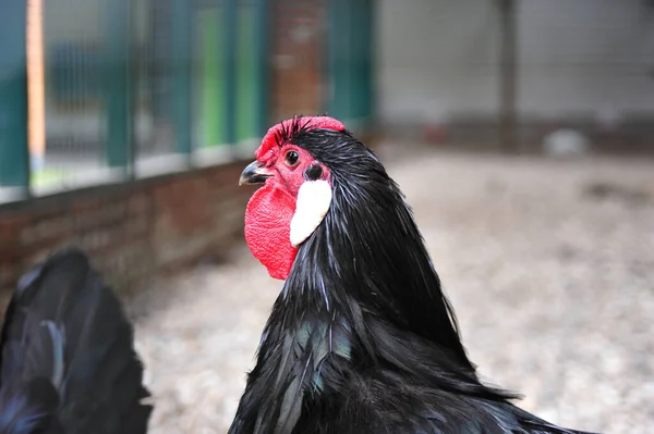 Retrato Cerca Gallo Negro — Foto de Stock