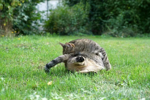 Close Tiro Gato Bonito Lambendo Enquanto Deitado Grama — Fotografia de Stock