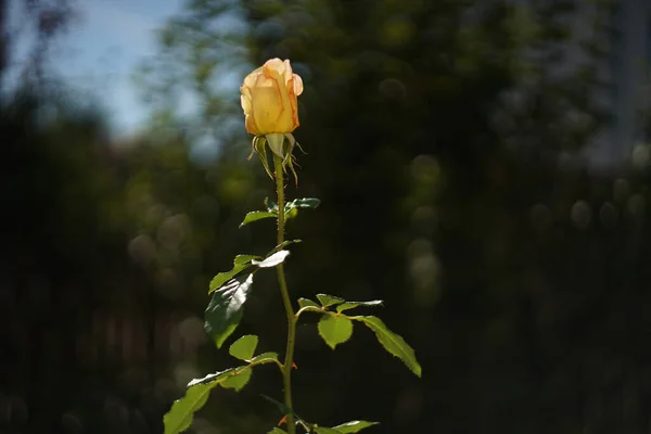 Tiro Seletivo Foco Uma Rosa Amarela Unbloomed Que Cresce Jardim — Fotografia de Stock