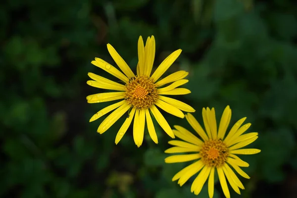 ぼやけた背景に満開の花のクローズアップショット — ストック写真