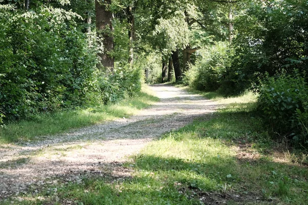 Una Splendida Vista Una Strada Ghiaia Che Attraversa Gli Alberi — Foto Stock